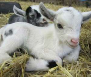 Китайские учёные расшифровали геном домашней козы. Фото: Вести.Ru