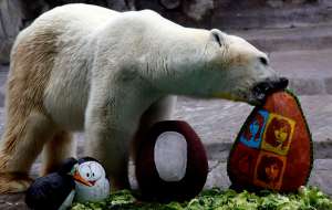 Белый медведь умер в зоопарке Буэнос-Айреса из-за жары и шума петард. Фото: http://www.ridus.ru