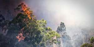 Жара и пожары в Австралии. Фото: http://telegraf.com.ua