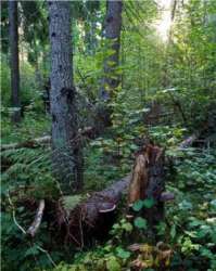 Смешанный лес в Швеции. Фото: sciencedaily.com