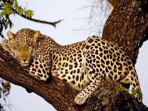 Леопард. Фото: http://www.tigerworld.ru