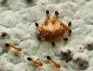 Огненные красные муравьи с добычей (фото [stevensys]).