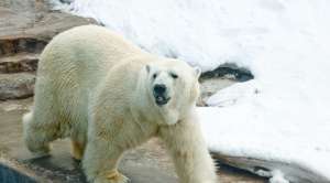 Белый медведь в Московском Зоопарке зимой. Фото: http://strana.ru