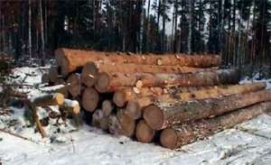 Незаконные вырубки леса. Фото: http://www.inform.kz