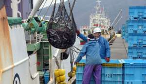 Уровень радиации в рыбе возле “Фукусимы-1” значительно выше нормы. Фото: &quot;Голос России&quot;