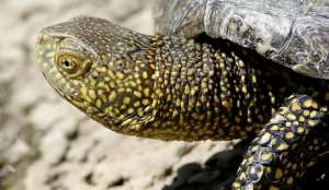 Черепаха. Фото: ВикипедиЯ