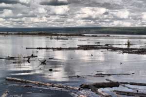 Мертвое море Богучанской ГЭС. Фото с сайта www.bellona.ru