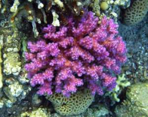 Коралл Цветная капуста Красного моря имеет розовые фотозащитные пигменты. (Фото: Университет Саутгемптона)