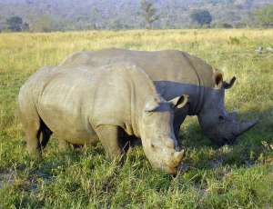 Носороги. Фото: http://zoofacts.ru