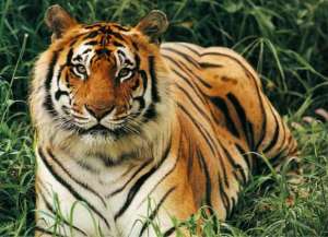 Бенгальский тигр. Фото: http://givotnie.com