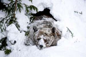 Медведь в берлоге. Фото: http://fototelegraf.ru