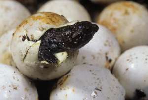 Замедляя развитие яиц, черепахи пытаются дождаться самого удачного времени для появления потомства. (Фото Don Johnston.)