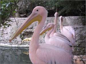 Розовый пеликан. Фото с сайта http://zoorinok.com.ua