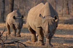  Черные носороги. Фото: Tom Kirkwood / Reuters