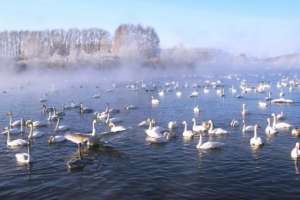 Это место - единственное в континентальной части России, где остаются на зиму лебеди. Фото: http://lesvesti.ru