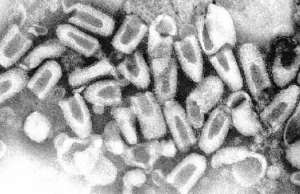 Вирус бешенства выявлен у диких животных на территории Якутии. Фото: http://www.topicnews.net