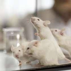 Лабораторные крысы. Фото: http://www.ekospektr.ru