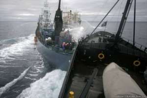 Суда защитников китов столкнулись с японскими китобоями в Антарктике. Фото: http://u-prichala.ru