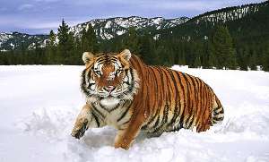 Амурский тигр. Фото: http://animalspace.net