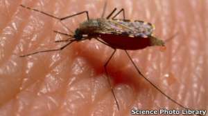 Быстрые генетические изменения у комаров помогают их быстрой адаптации. Фото: http://www.bbc.co.uk