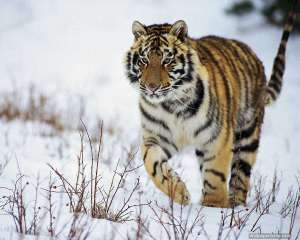 Амурский тигр. Фото: http://24smi.org