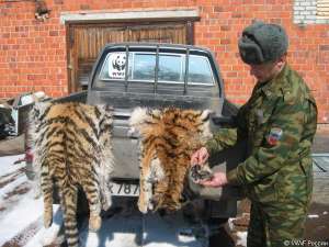 Шкуры тигрят, убитых браконьерами. Фото: WWF 