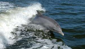 Дельфины у берегов Австралии спасли женщину и ее собаку. Фото: ru.wikipedia.org