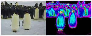 Императорские пингвины и снимок их теплоизлучения (фото Universit&amp;#233; de Strasbourg and CNRS).