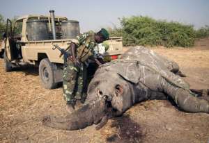 Браконьерство - серьезная угроза сохранения популяции африканского слона. Фото: Центр Новостей ООН