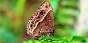 Самец тропической бабочки Bicyclus anynana. Фото: sciencedaily.com