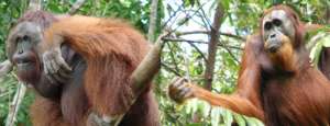 Слева - самец орангутанга с жировой подушкой на щеке, справа - без вторичных половых признаков. (Фото: Линда Дункел, AIM Цюрих)