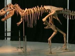 Пятилетняя британка открыла новый вид динозавров. Фото: Вести.Ru