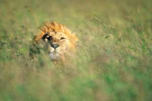 Чтобы успешно охотиться, льву нужна высокая трава. (Фото Paul Souders.)