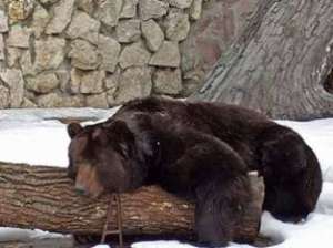 Медведь в зоопарке зимой. Фото: http://www.zoovestnik.ru