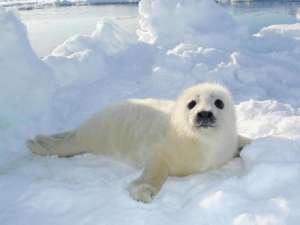 Морские суда обходят лёжки тюленей. Фото: Двина-Информ