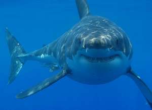 Большие белые акулы опасны для человека, но приносят большую пользу морской экосистеме (фото Hermanus Backpackers/Flickr).
