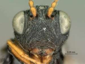 Новый вид осы, сделанный крупным планом. Фото с сайта sciencedaily.com