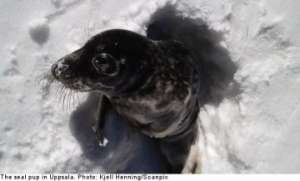 В Швеции в лесной глуши обнаружили детеныша морского тюленя. Фото с сайта thelocal.se