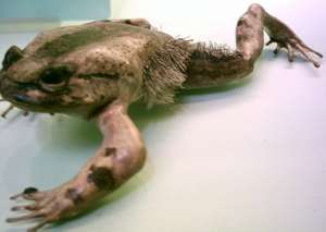 Волосатая лягушка из Камеруна оказалась родственником героя &quot;Людей Икс&quot;. Фото: Вести.Ru