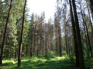 В центральной России 400 тысяч га лесов под угрозой усыхания. Фото: http://greenpressa.ru