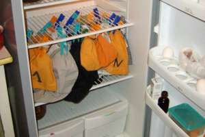Летучие мыши в холодильнике. Фото: segodnya.ua