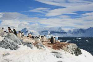 Пингвины на Антарктическом полуострове. Фото: sciencedaily.com