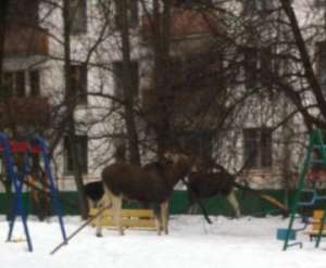 В Москву из леса пришли лоси. Фото: http://greenpressa.ru