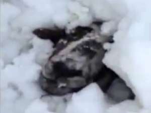 В Шотландии беременная овца выжила после 11 дней под снегом. Фото: Вести.Ru