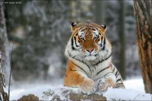 Травмирующие петли для отлова тигров запретили на Дальнем Востоке. Фото: http://www.khstu.ru