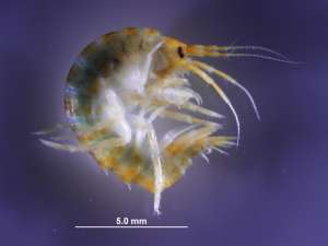 Gammarus mucronatus. Фото с сайта www.sciencedaily.com