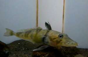 Удивительное существо также не имеет чешуек, присущих многим видам рыб (кадр из видео YouTube).
