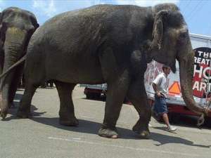 В американском городе Тупело (штат Миссисипи) цирковой азиатский слон был ранен выстрелом из окна проезжавшего мимо автомобиля. Фото: wbir.com