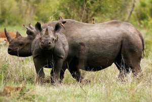 Носороги в ЮАР. Фото: http://fototelegraf.ru
