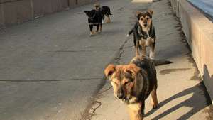Собаки. Фото: http://vetinfo.su